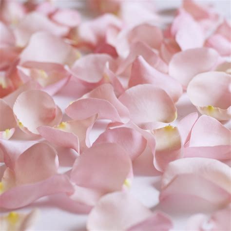 Fresh Pink Rose Petals Approximately 3000 Units By Inbloom Group