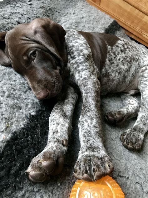 Facts About The German Shorthaired Pointer Dog Breed Pethelpful