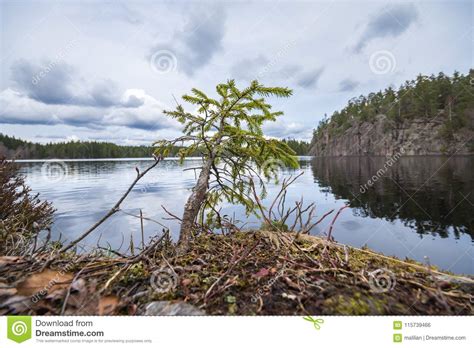 Tiny Spruce Tree On The Shore Of The Lake Stock Photo Image Of Rocs
