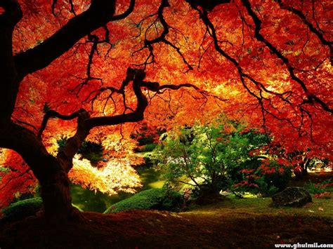 Free Download Beautiful Big Autumn Tree Hd Wallpaper E Entertainment