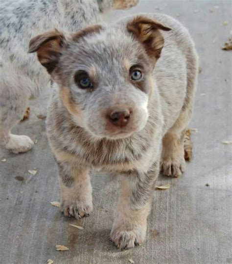 I know they're adorable and cute. 46 best images about Australian Cattle Dog / Blue Heeler ...