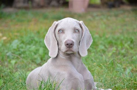 5 Weimaraner Colors And Shades With Pictures And Facts Hepper