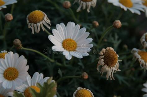 Beautiful Spring Daisy In The Garden Stock Photo Image Of Nature