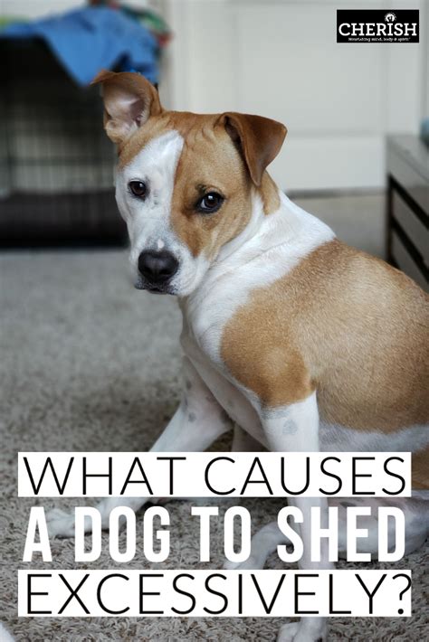 Infections like ringworm can cause skin irritation that leads to hair loss. Pin on Dog Health