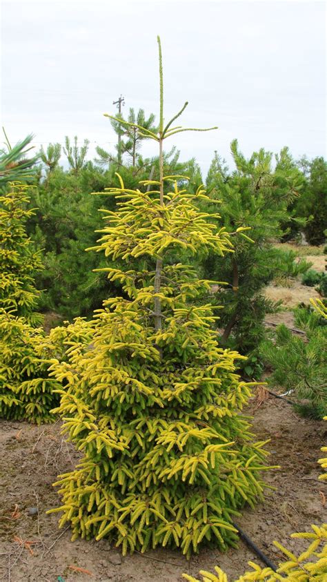 Picea Orientalis Skylands Oriental Spruce Conifer Kingdom