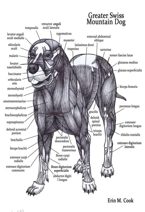 Dog Anatomy Muscles Anatomy Diagram Book