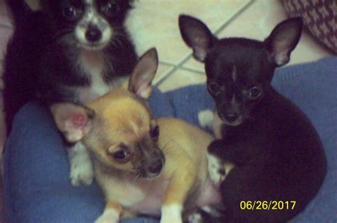 Visit www.happytailpuppies.com for more information on us and other available puppies! Chihuahua puppy dog for sale in Largo, Florida