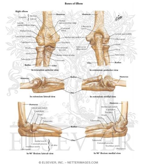 Bones of Elbow