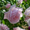 New Dawn Climbing Rose - Harrod Horticultural