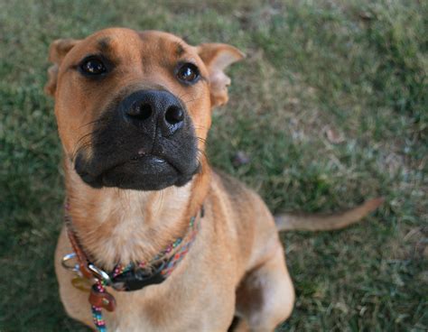 Pet Dog On Leash Hopeful For A Walk Eric Sonstroem Flickr