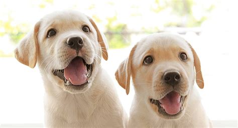 All our tinier pups come with care instructions for a tinier more make sure to follow all instructions. When Do Dogs Stop Growing? Labrador Puppy Growth Chart And FAQ
