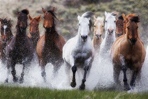 Ranch Horses Running Through Water Photo Crp Srcc8868 A Photo Of A
