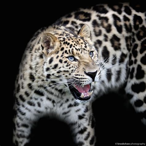 Loveforearth Cat Sanctuary Amur Leopard Big Cats