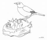 Bird Robin Coloring Birds Drawing Nest Draw Printable Baby Feeding Africa Animal Mother Babies Spring Getdrawings Many Popular Musings Inkspired sketch template