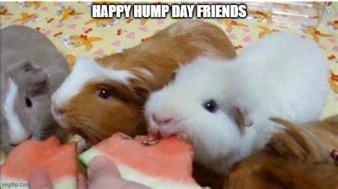 Image Tagged In Guinea Pigs Imgflip