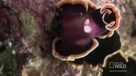 The Mating Ritual Of Flatworms Youtube