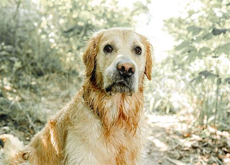 Golden Retriever Dog Outdoors Stock Image Colourbox