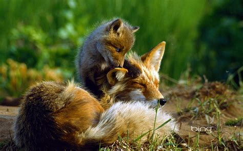 A Fox With Her Baby Bing Animal Photography Hd Wallpaper