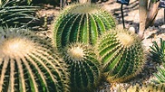 Green Cactus Plants · Free Stock Photo