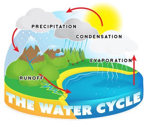 Diagram Water Cycle Runoff