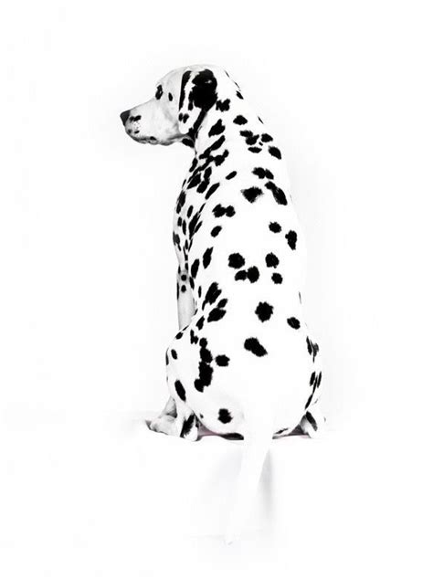 98 Amazing Black And White Dog Names Artofit
