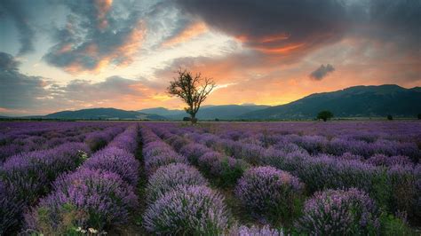 Sunset Clouds Over Lavender Field