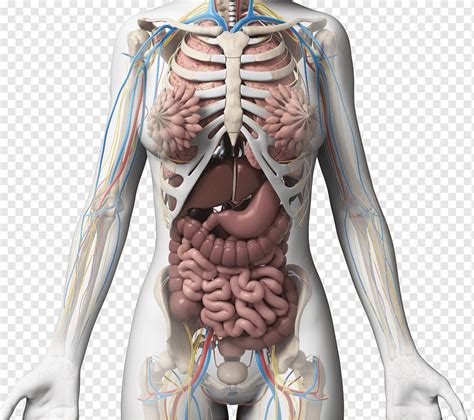 Female Body Diagram Organs The Female Muscular System Laminated