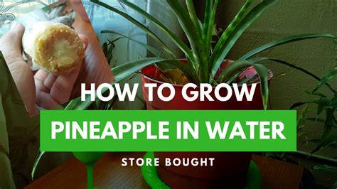 How To Grow Roots On A Pineapple Top In Water Store Bought Youtube