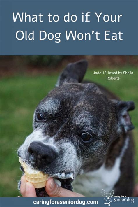 Regardless of why the dog threw up, they'll connect the discomfort with the food, making them weary and hesitant. What to do if Your Old Dog Won't Eat - Caring for a Senior Dog