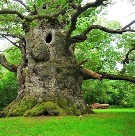 amazing 800 year old oak tree with luxuriant ancient appearance only left in england