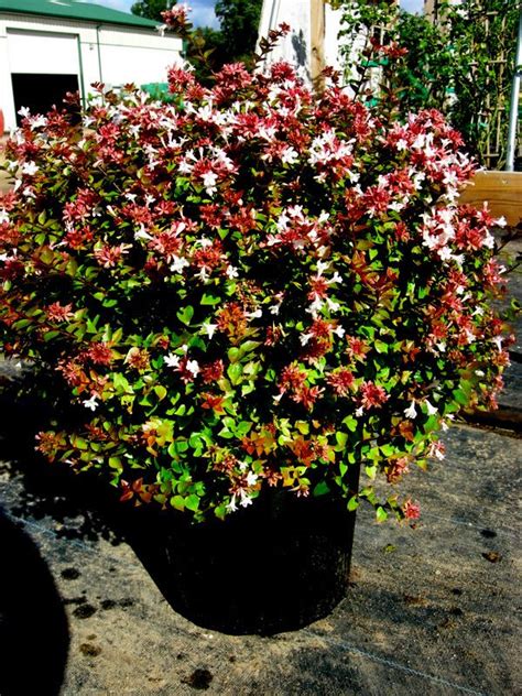 Learn about 30 different bushes that are perfect for shady areas. Woody Plants for Shade Part 6 | Shade plants, Shade garden ...