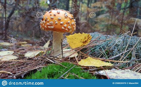 Amanita Muscaria Mushroom In Northern Michigan Stock Photo Image Of