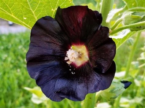 Hollyhock Jet Black Aka Nigra Seeds Certified Organic Garden