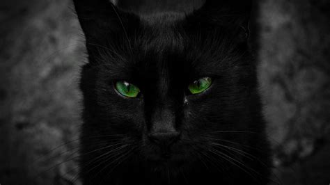 Beautiful Black Cat With Big Green Eyes Data Src Black Cat Wallpaper