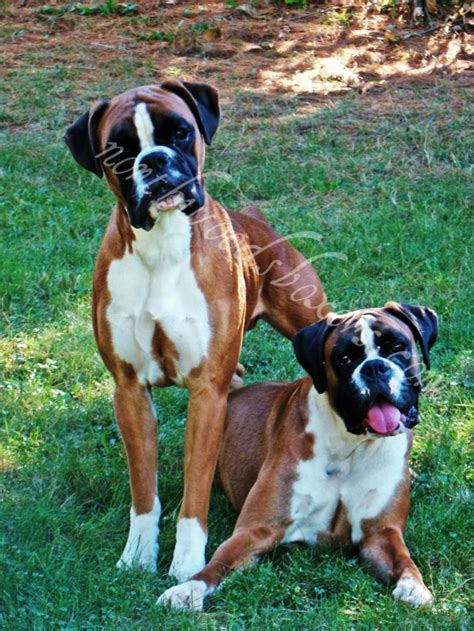 Show And Pet Quality Akc European Boxer Puppies