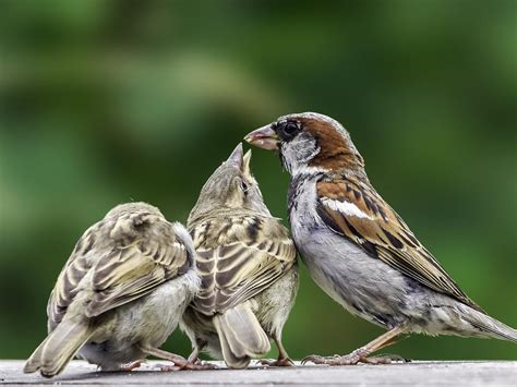 What Do House Sparrows Eat Complete Guide Bird Fact