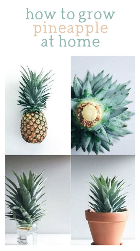 Grow Pineapple At Home From Scratch Indoor Garden Grow Pineapple