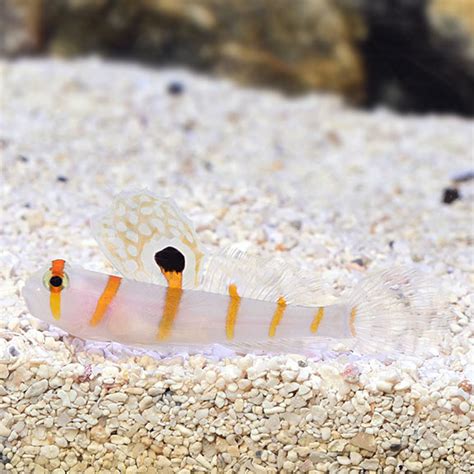 Orange Stripe Prawn Goby Saltwater Aquarium Fish For Marine Aquariums