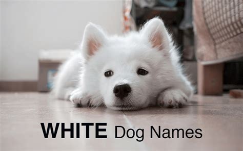 Dog Names Great Ideas For Naming Your Puppy The Happy Puppy Site