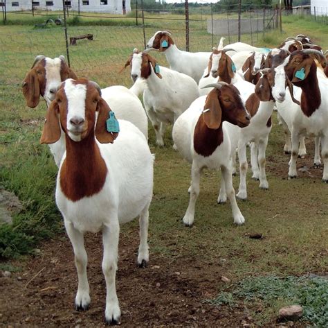 Live Pure Breed Boer Goat 100 Full Blood Live Boer Goats Buy Boar