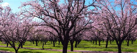 meaning  symbolism   word almond tree