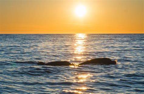 Sunset In The Adriatic Sea And The Silhouette Of A Dolphin At The