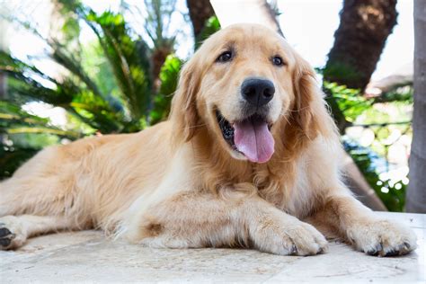 10 Best Dog Breeds With Yellow Fur
