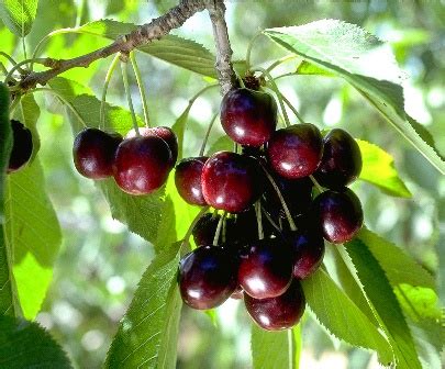 These cherries are smaller and more tart than the domestic varieties. Black Tartarian Cherry Tree - Ison's Nursery & Vineyard