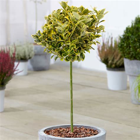 Euonymus Marieke Tree Standard Stem Potted Trees For Small Gardens