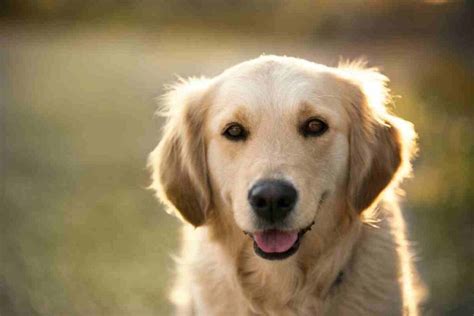 Why Do Golden Retrievers Smile Retriever Advice