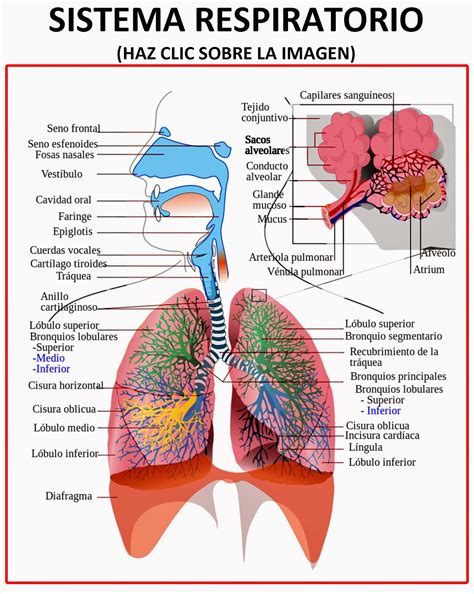 Sistema Respirat Rio Iii Coggle Diagram Gambaran