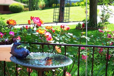 Jardim Rosas Flor Foto Gratuita No Pixabay Pixabay