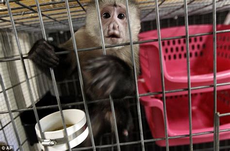 Crystal The Star Of Hangover Ii Inspired Cruel Trend In Buying Capuchin