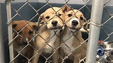 Animal Shelter at Capacity for Dogs. | ABC Fox Great Falls ...